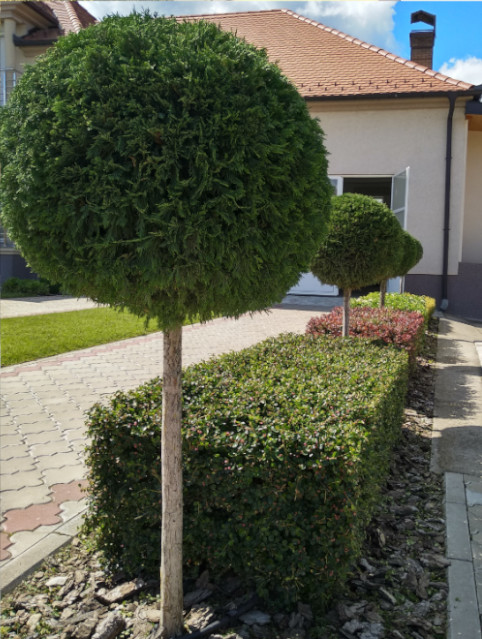 Jazovnik-slika.jpg